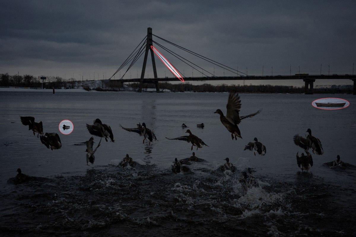 Find 3 forskelle på billedet med ænder på 10 sekunder: fantastisk puslespil