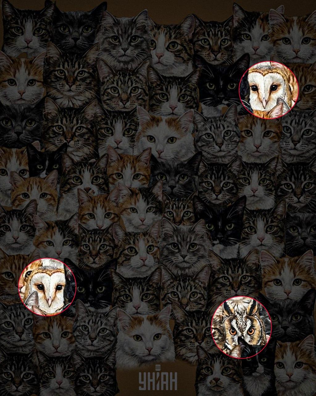 97% af alle mennesker kan ikke finde 3 ugler blandt katte på 10 sekunder: en fantastisk optisk illusion