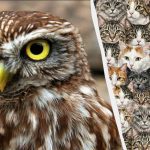 97% af alle mennesker kan ikke finde 3 ugler blandt