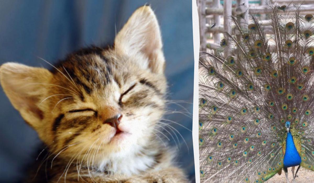 Alle ser en påfugl, og kun folk med høj IQ finder en killing på 10 sekunder: en mærkelig illusion