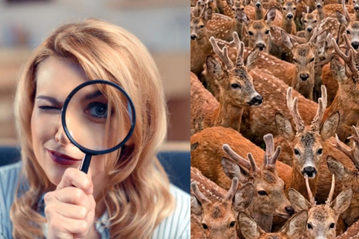 At finde tre geder blandt hjortene på 11 sekunder: en meget kompleks optisk illusion