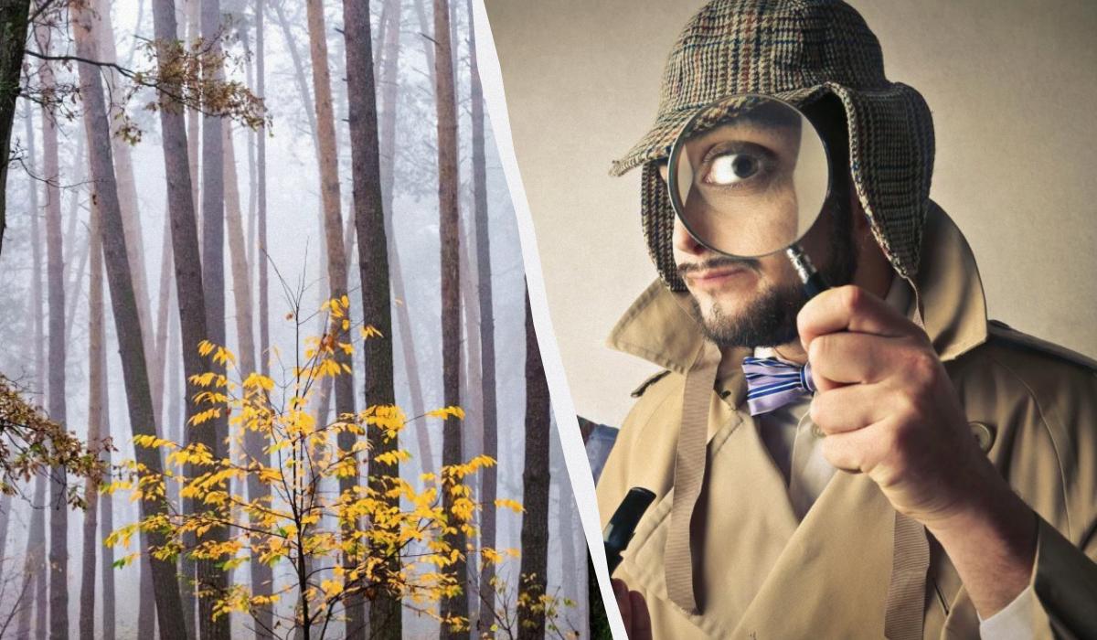 Kun 2% af befolkningen kan finde et egern i skoven på 12 sekunder: en fantastisk optisk illusion