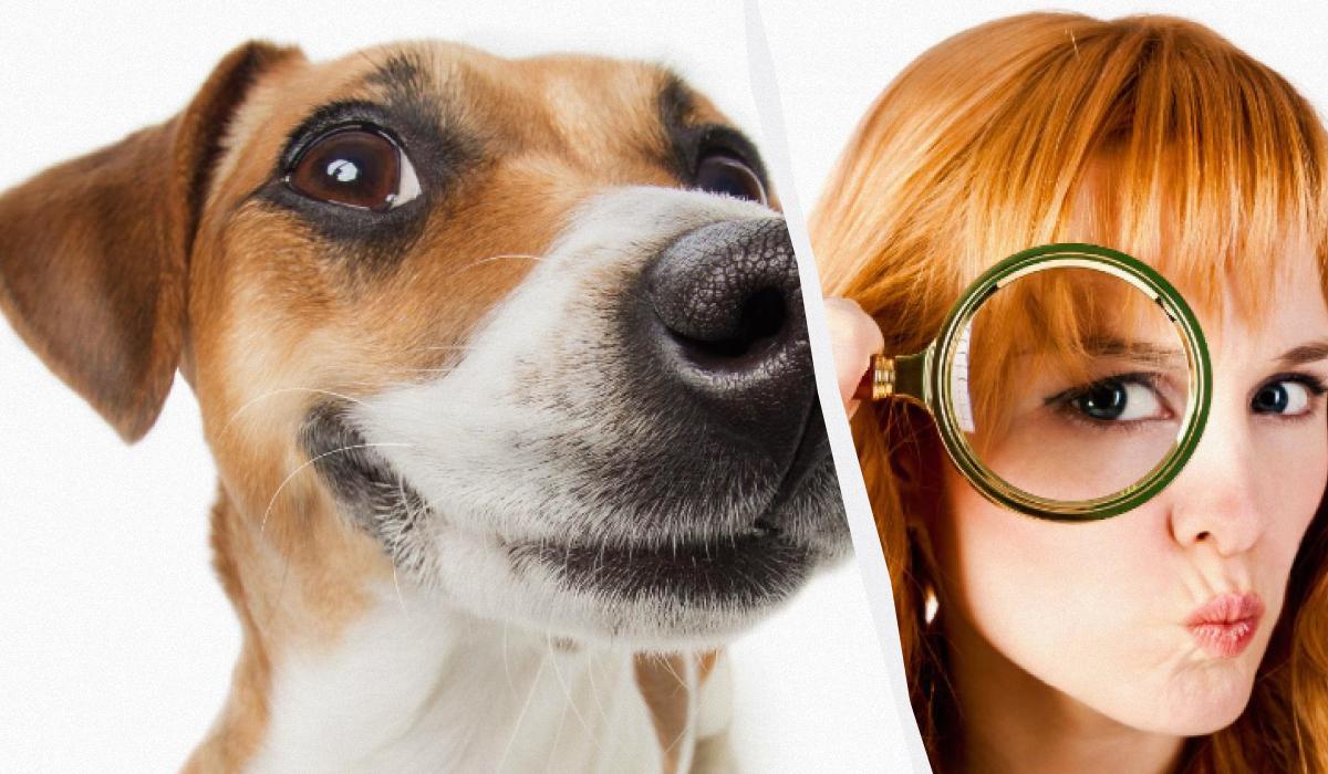 Kun en ægte IQ-titan kan se en hund i sneen på 10 sekunder: en betagende optisk illusion