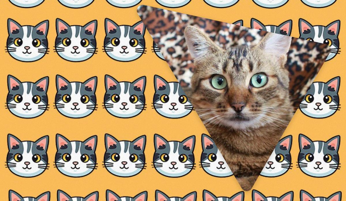 Kun folk med grandiose IQ’er kan se en mærkelig kat på 11 sekunder: en ekstraordinær optisk illusion