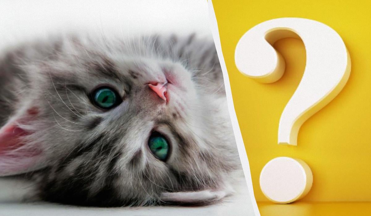 Kun folk med høj IQ kan få øje på en kat i haven på 10 sekunder: en interessant optisk illusion