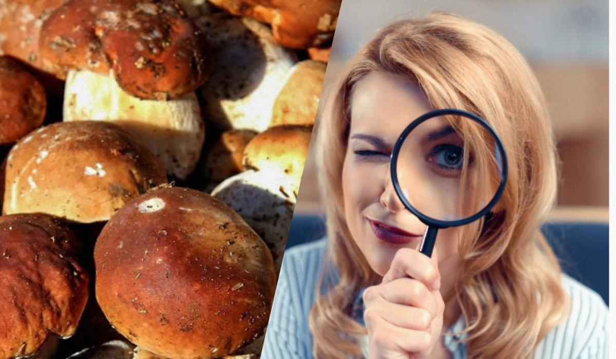 Kun folk med superhøj IQ kan se en sten blandt svampe på 15 sekunder: en betagende optisk illusion